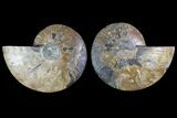 Agatized Ammonite Fossil - Madagascar #135268-1